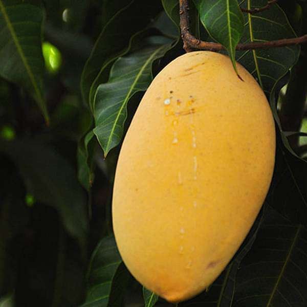Alphonso Mango